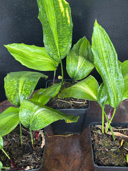 Aspidistra zongbayi Uan Fat Lady