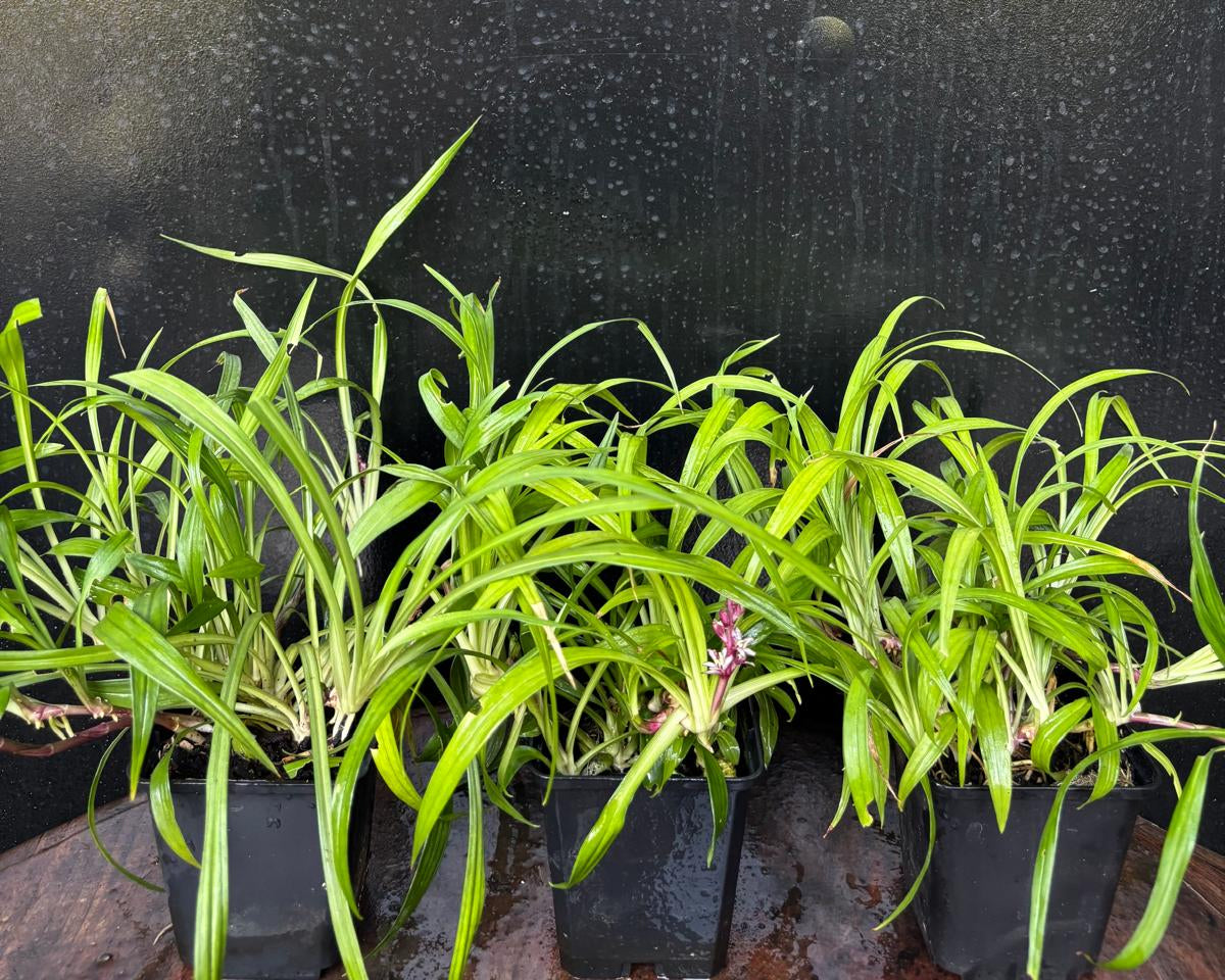 Reineckia carnea Compact Form