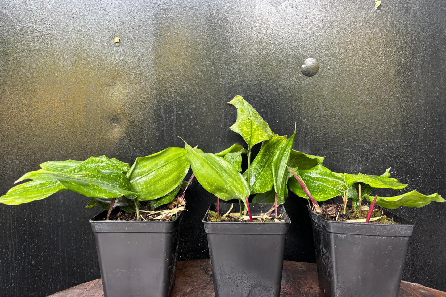 Aspidistra sangbayi China Moon