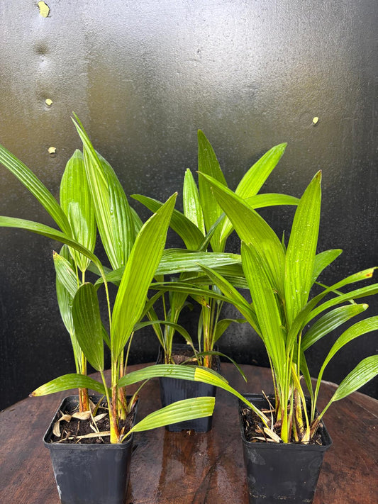 Trachycarpus fortunei multistam zaailingen