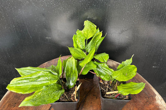 Aspidistra zongbayi China Moon