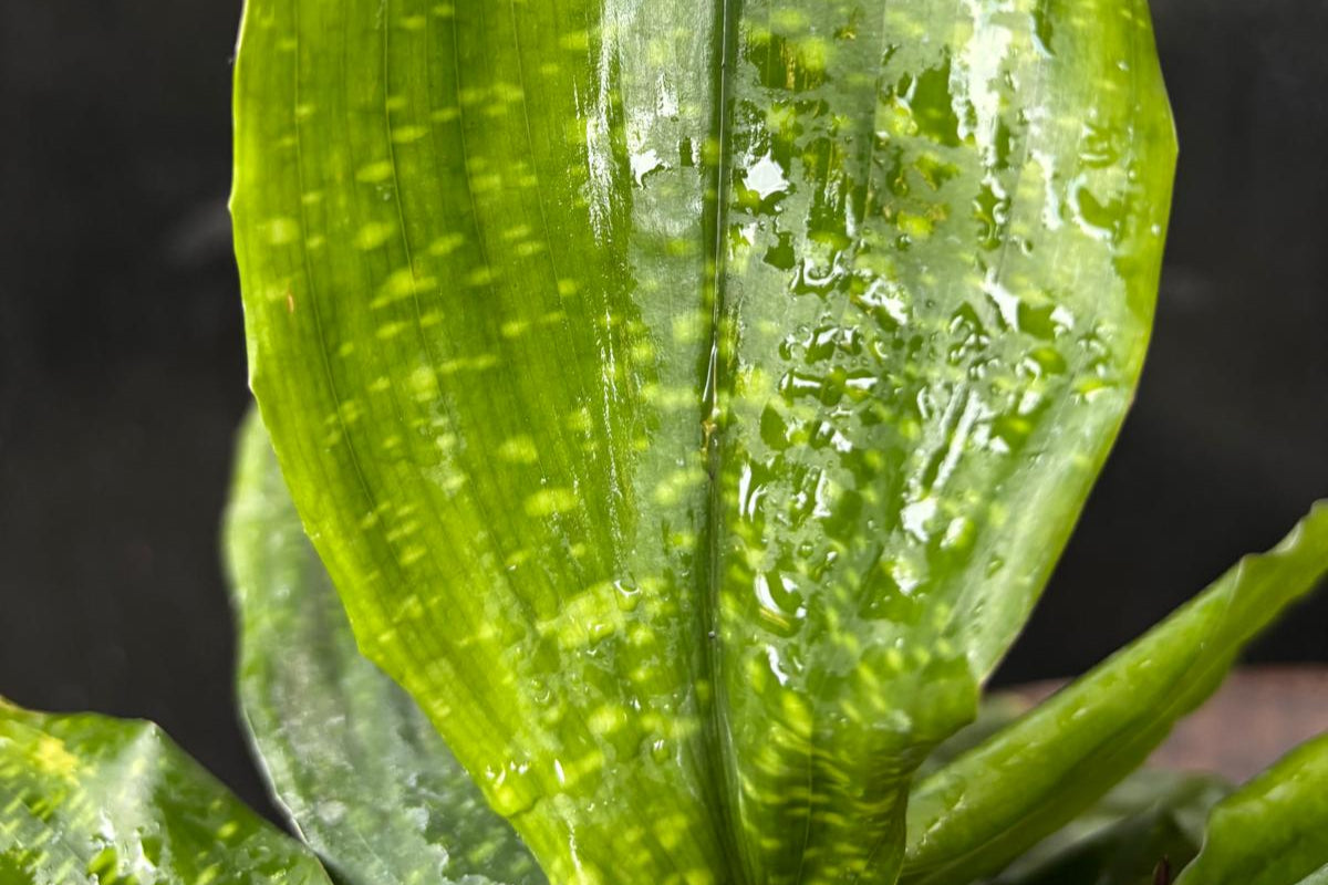 Aspidistra sangbayi China Moon