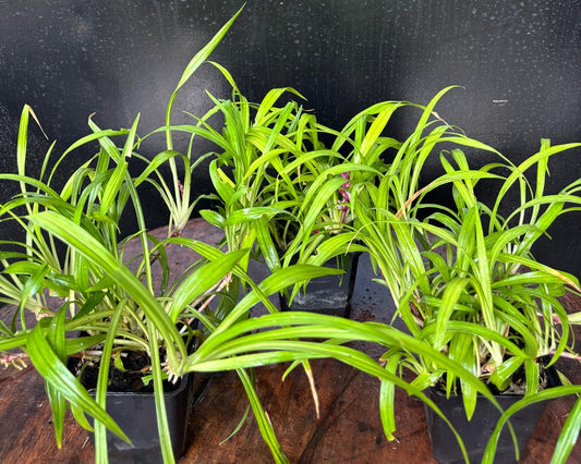 Reineckia carnea Compact Form