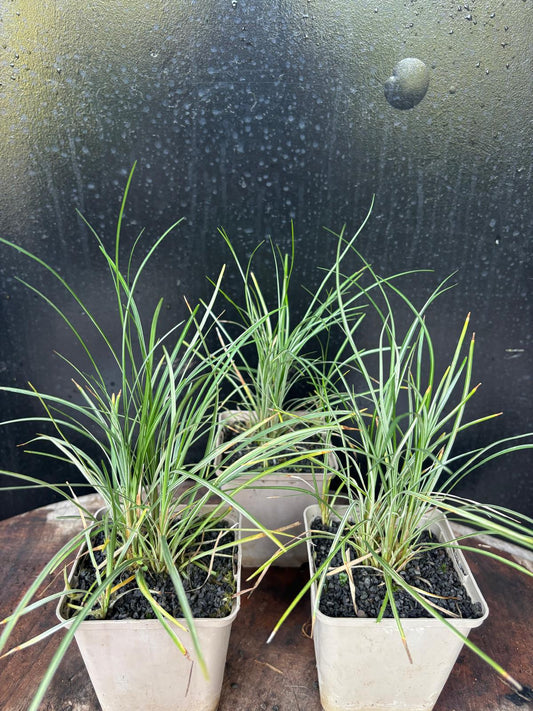 Ophiopogon japonicus Kigimafukidama