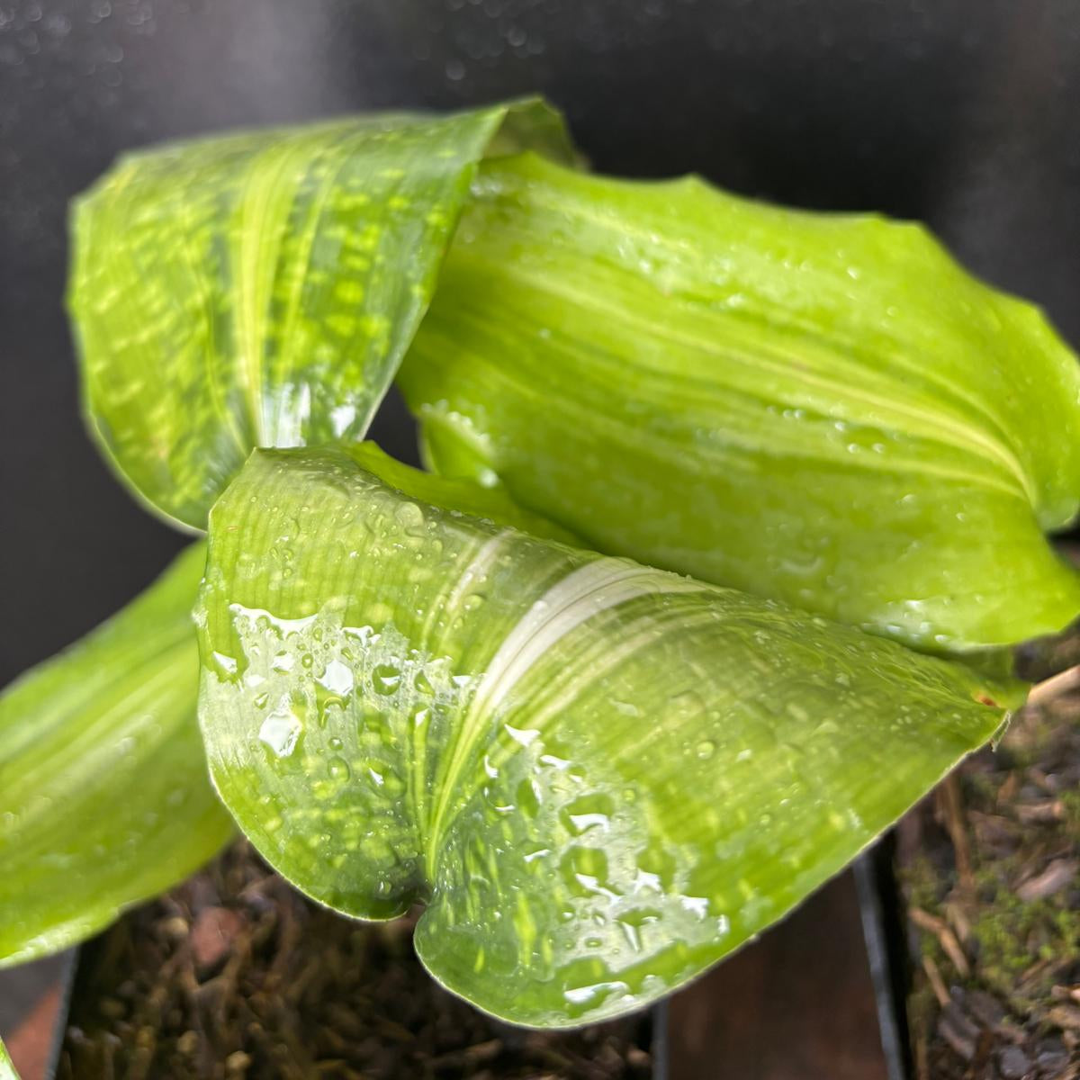 Aspidistra zongbayi Uan Fat Lady