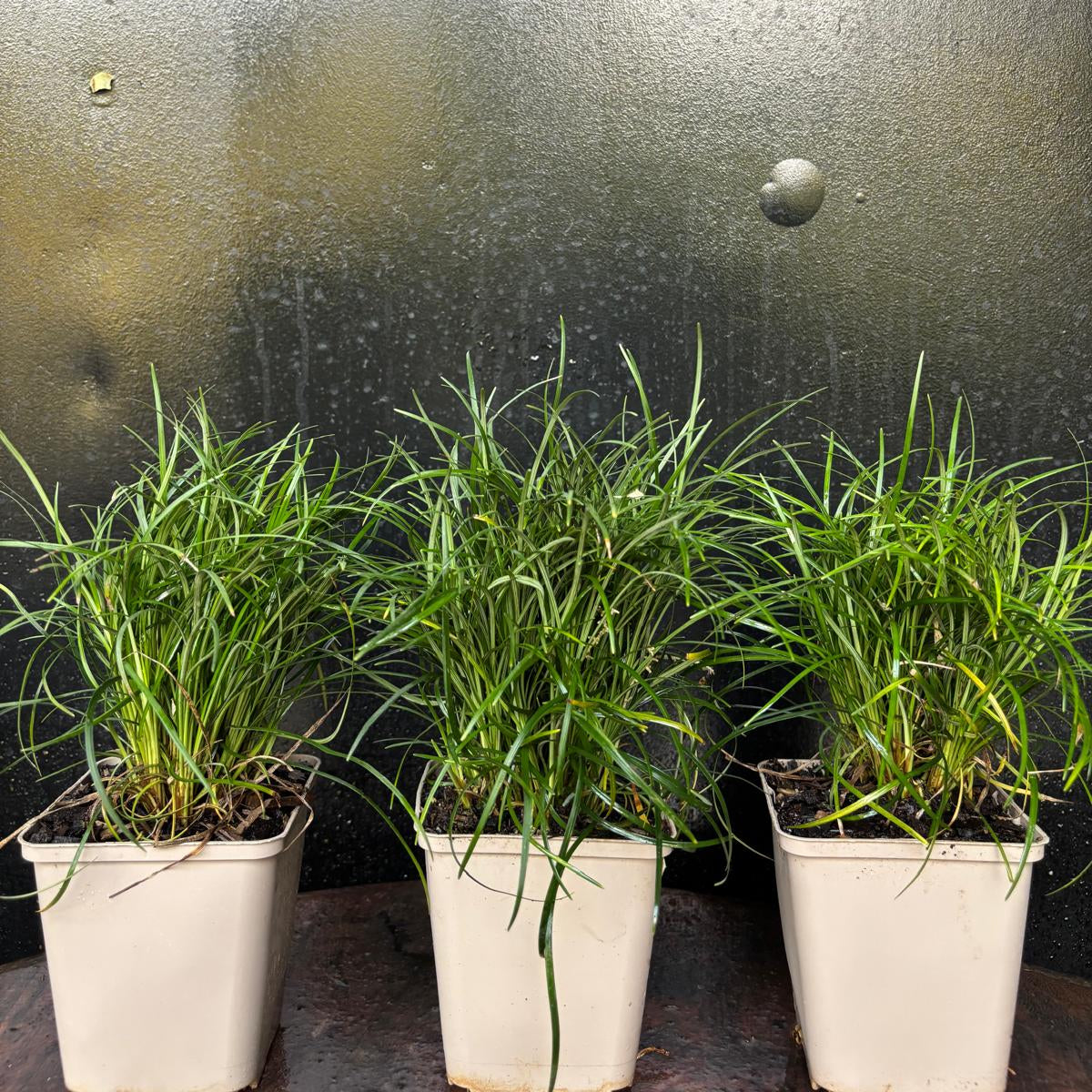Ophiopogon chingii
