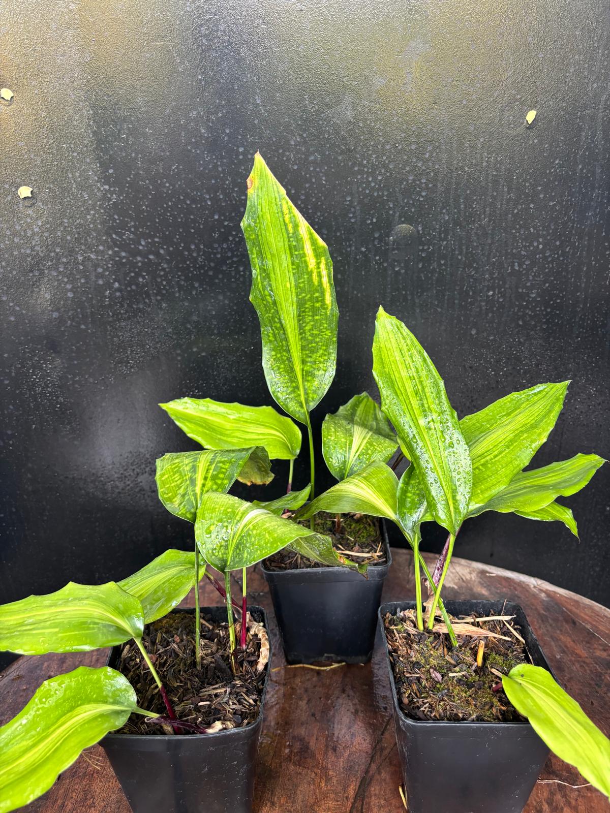 Aspidistra sangbayi Uan Fat Lady