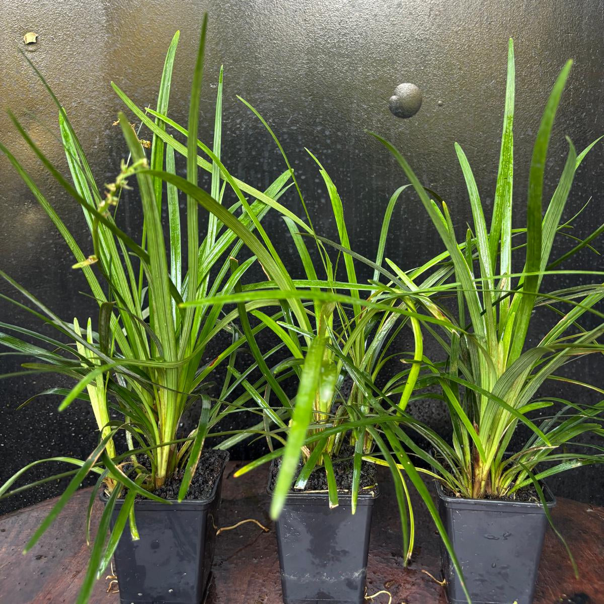 Ophiopogon Jaburan