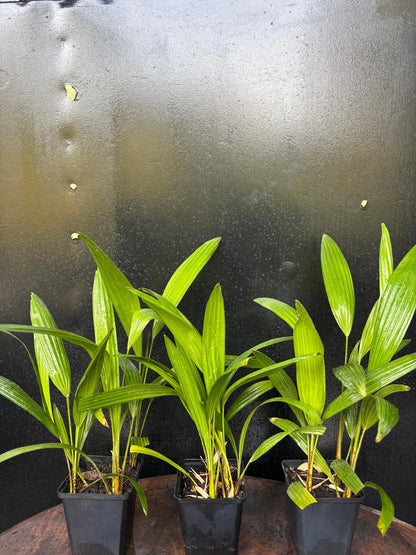 Trachycarpus fortunei multistam zaailingen