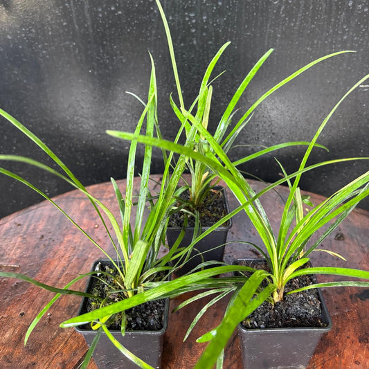 Ophiopogon planiscapis Smaragd