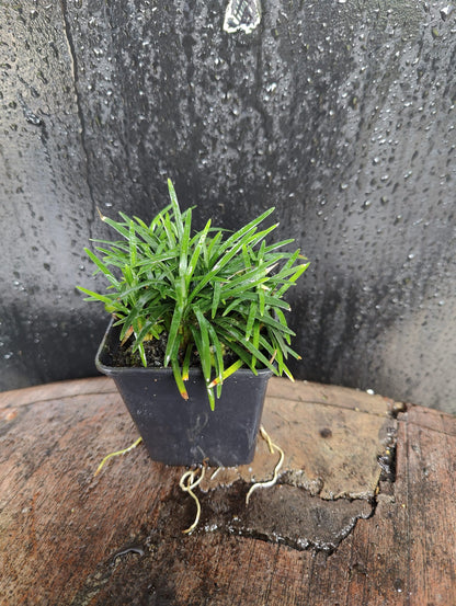 Ophiopogon japonicus Kyoto Dwarf
