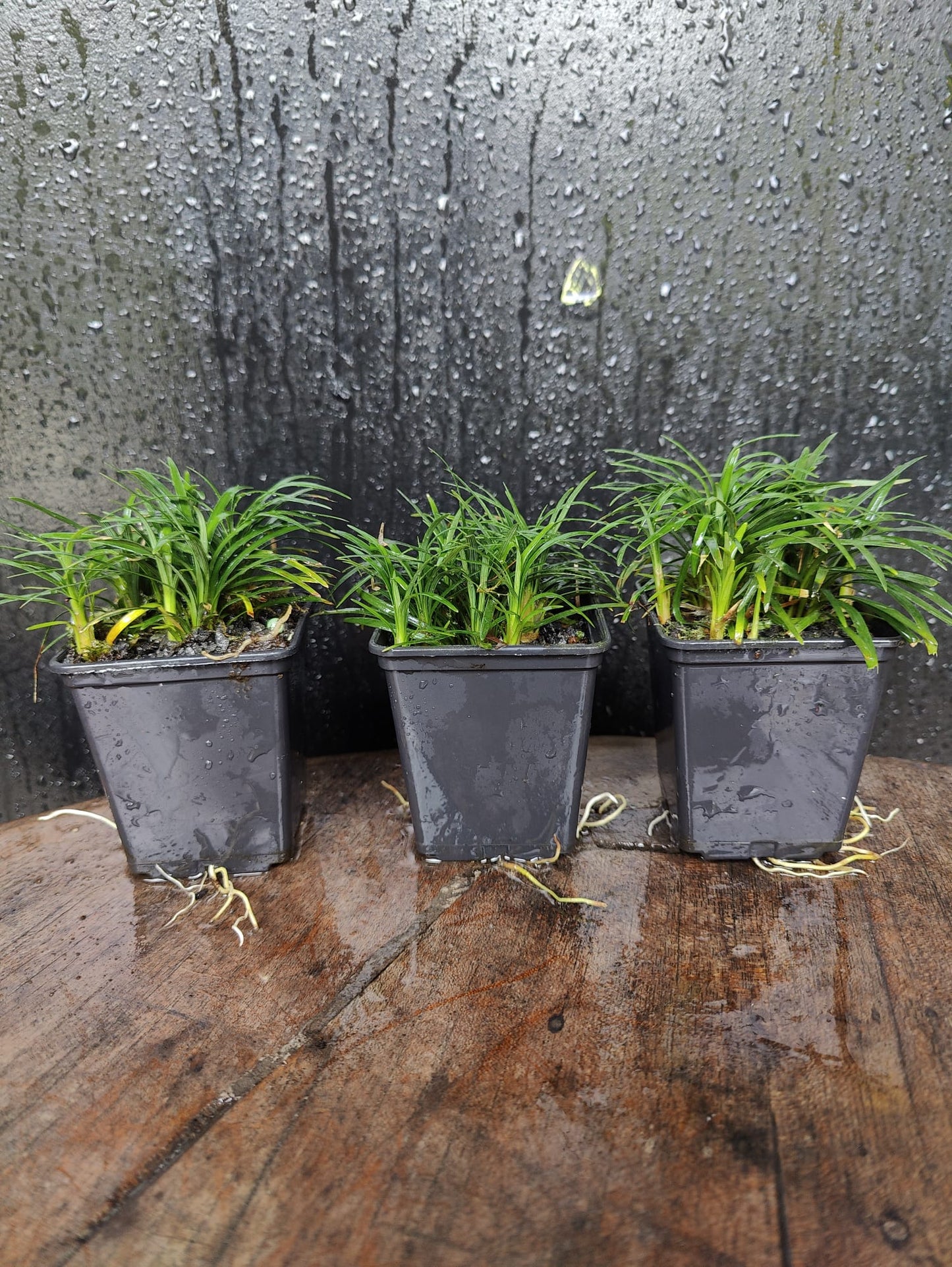 Ophiopogon japonicus Kyoto Dwarf