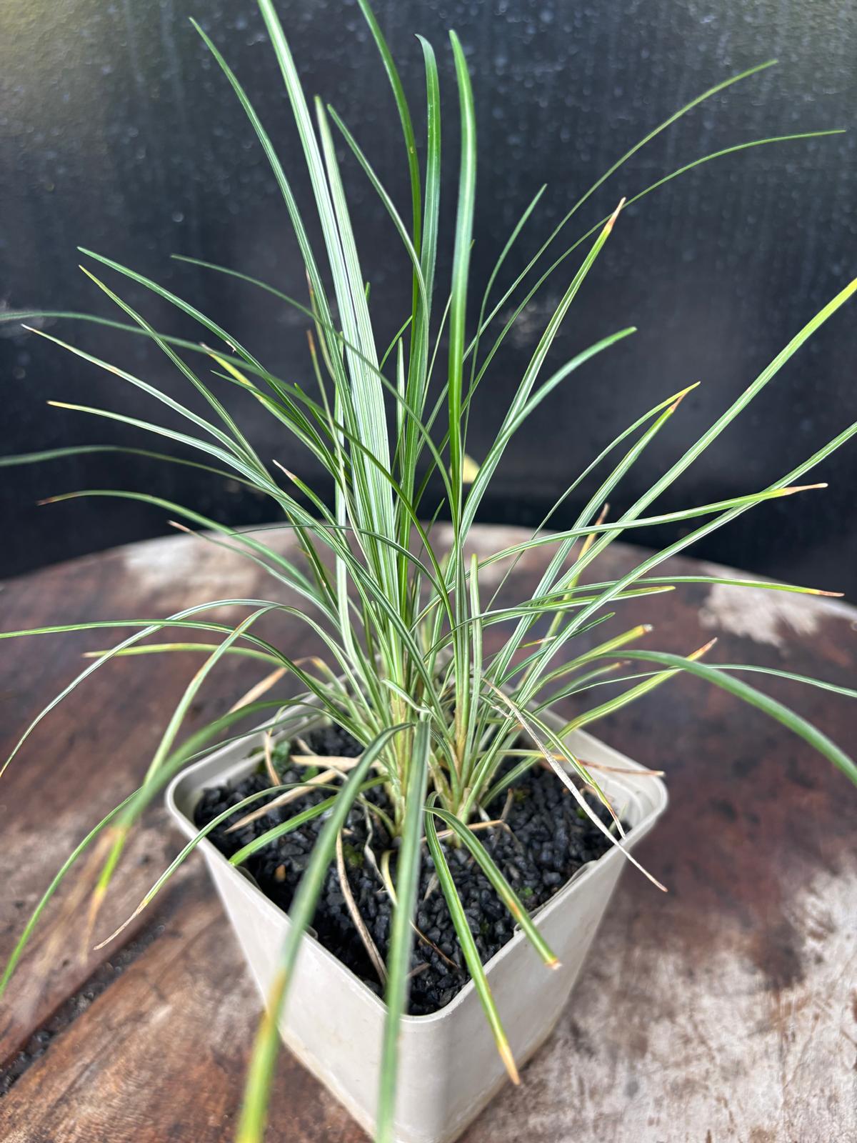 Ophiopogon japonicus Kigimafukidama