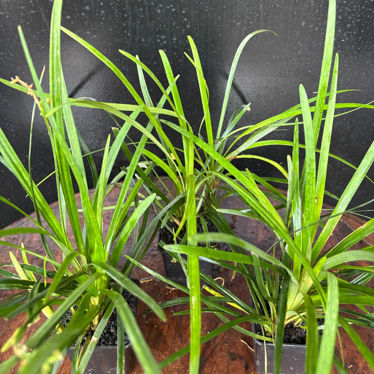 Ophiopogon Jaburan