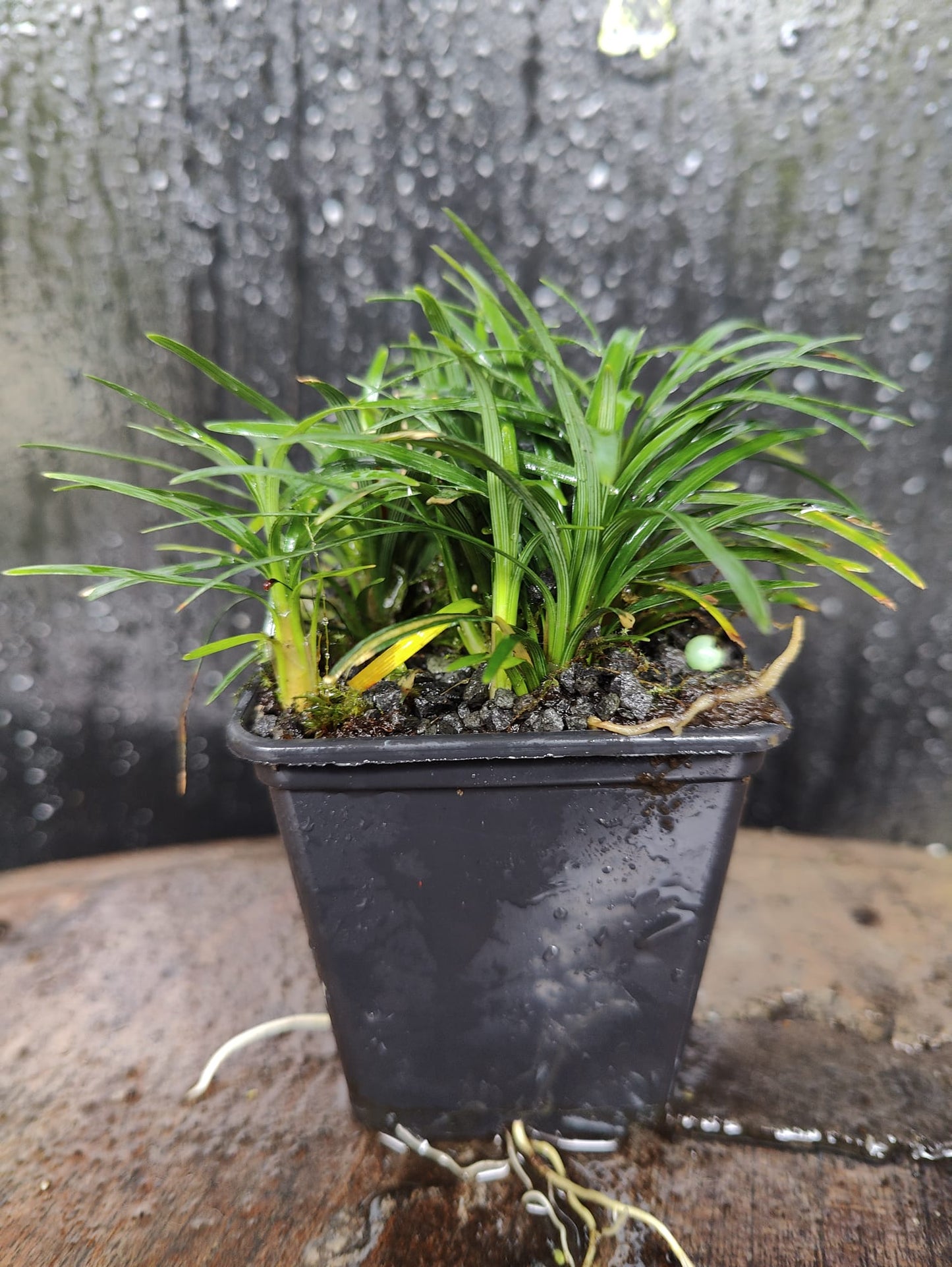Ophiopogon japonicus Kyoto Dwarf