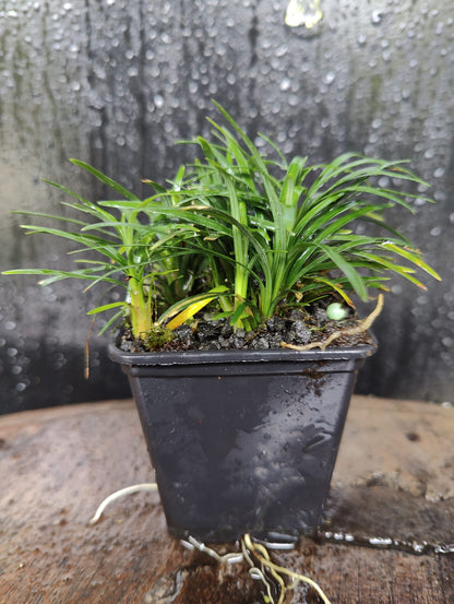 Ophiopogon japonicus Kyoto Dwarf
