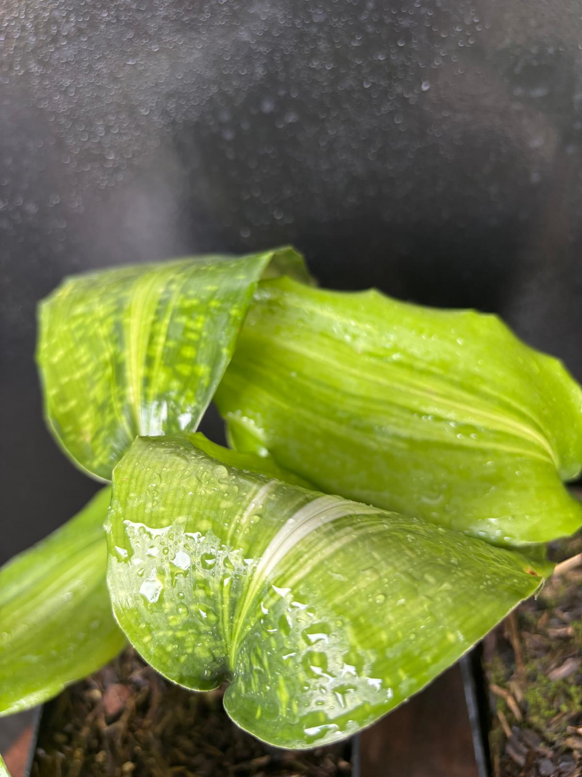 Aspidistra sangbayi Uan Fat Lady
