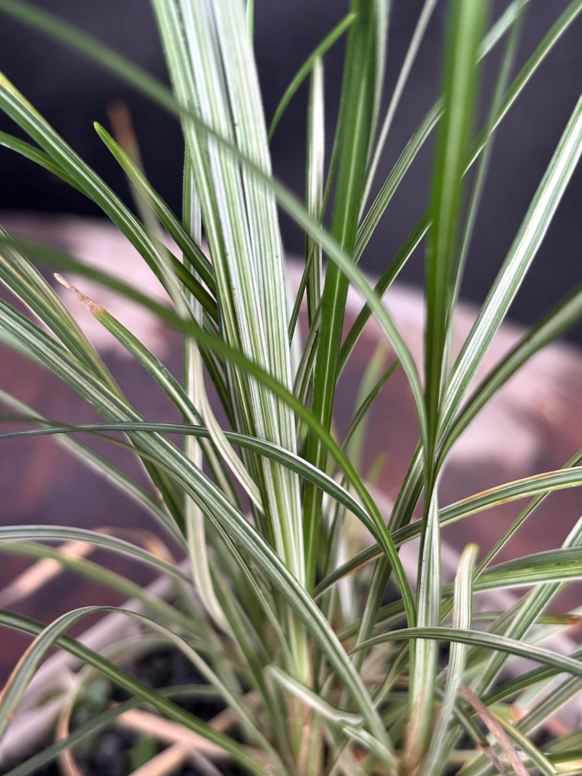 Ophiopogon japonicus Kigimafukidama