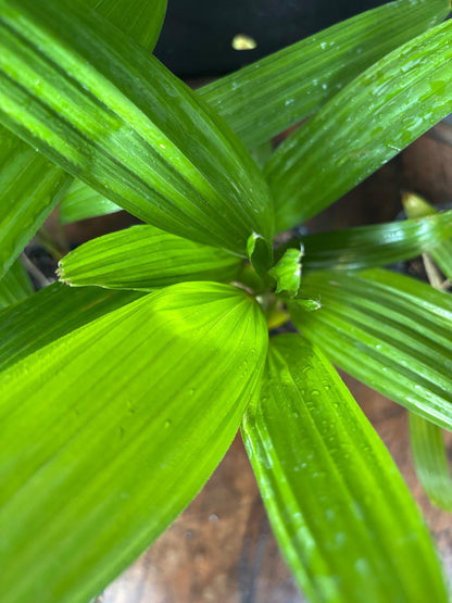Trachycarpus fortunei multistam zaailingen