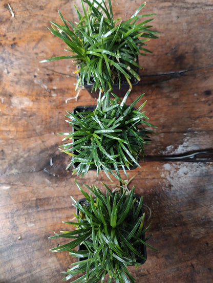 Ophiopogon japonicus Kyoto Dwarf