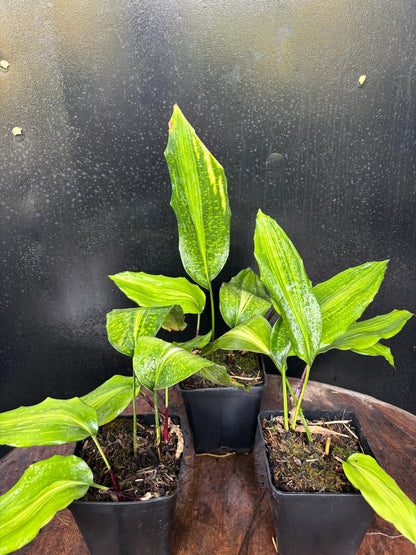 Aspidistra sangbayi Uan Fat Lady